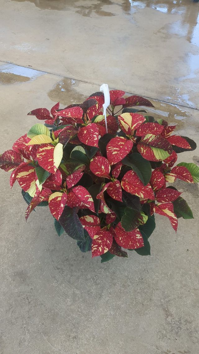 Stella di Natale Glitter 21cm