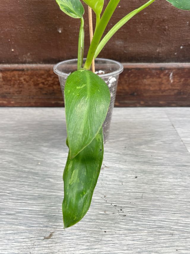 Philodendron Jose Buono