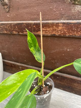 Philodendron Jose Buono