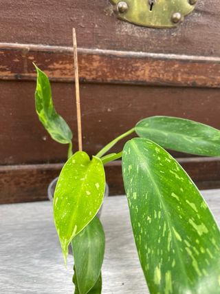 Philodendron Jose Buono