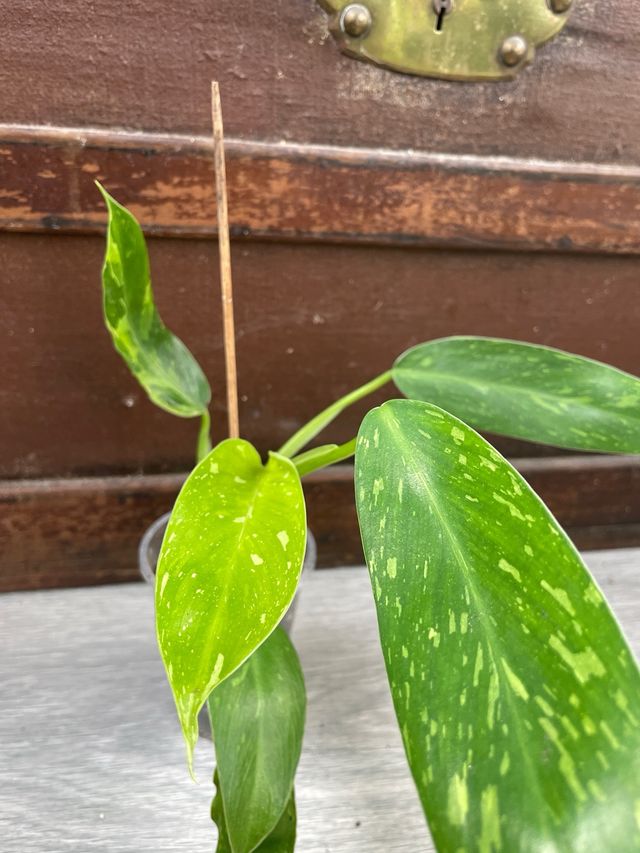 Philodendron Jose Buono