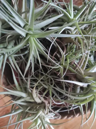 Planta Tillandsia / Clavel del aire