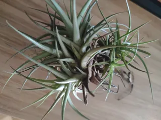 Planta Tillandsia / Clavel del aire