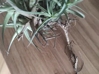 Planta Tillandsia / Clavel del aire