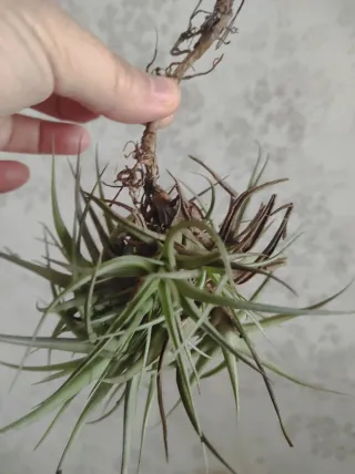 Planta Tillandsia / Clavel del aire