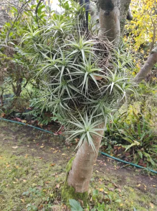 Planta Tillandsia / Clavel del aire