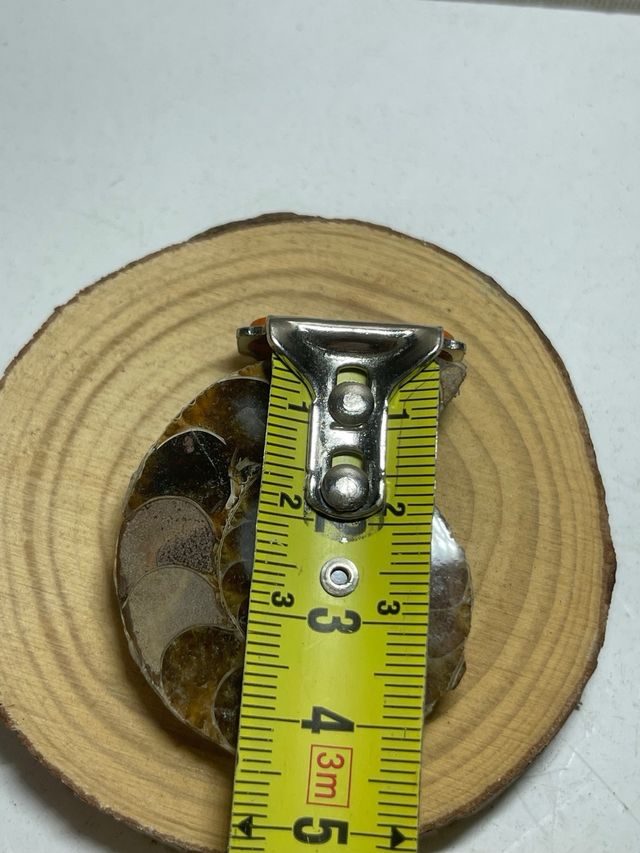 Amonite Pulido Fosil