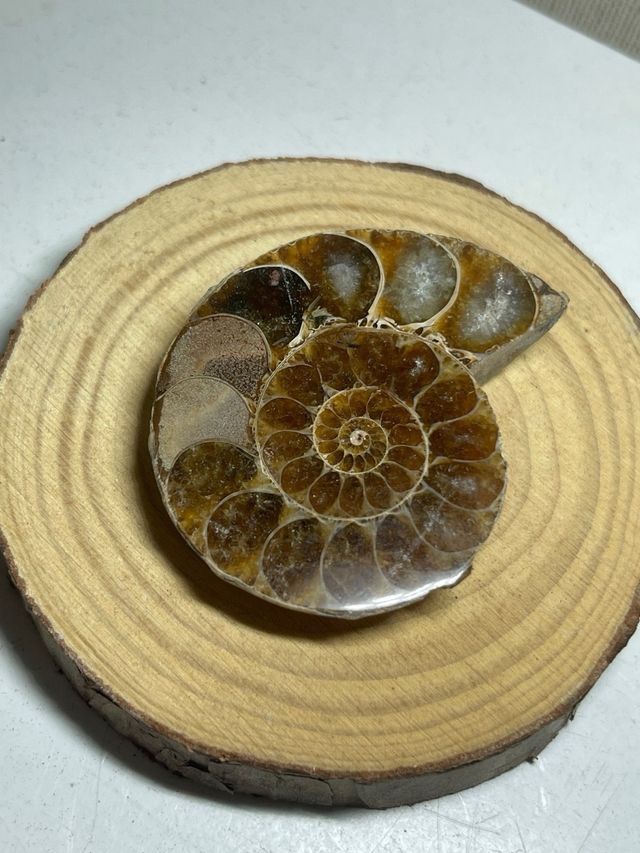 Amonite Pulido Fosil