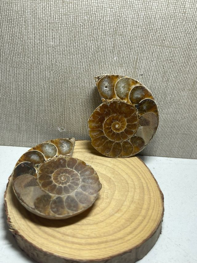 Coppia di ammoniti fossili