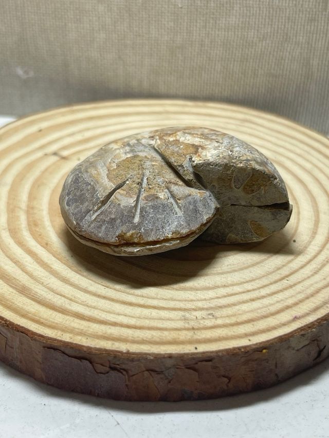 Coppia di ammoniti fossili