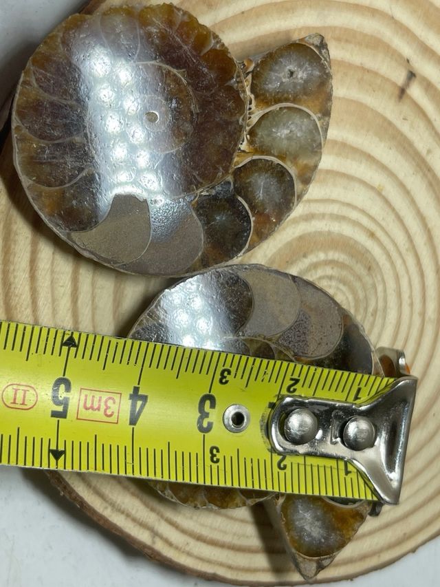 Coppia di ammoniti fossili