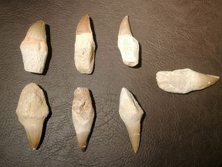 Fósil Mosasaurus 6-7 cm SOLO HOY