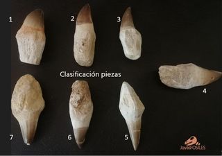 Fósil Mosasaurus 6-7 cm SOLO HOY