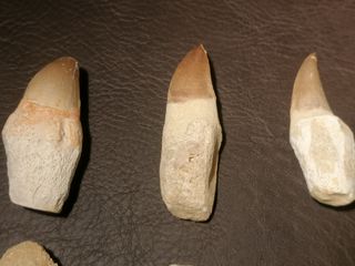 Fósil Mosasaurus 6-7 cm SOLO HOY