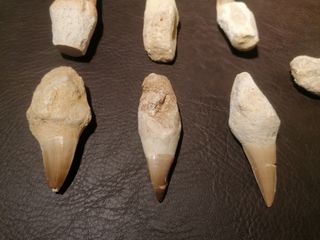 Fósil Mosasaurus 6-7 cm SOLO HOY