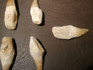 Fósil Mosasaurus 6-7 cm SOLO HOY