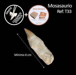 Fósil Mosasaurus 6-7 cm SOLO HOY