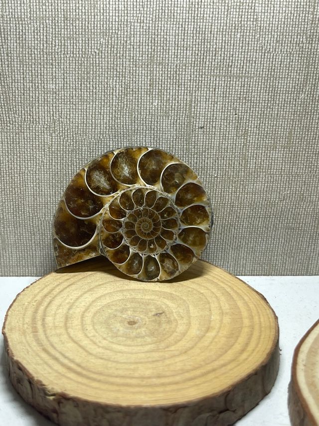 Amonite Pulido Fosil