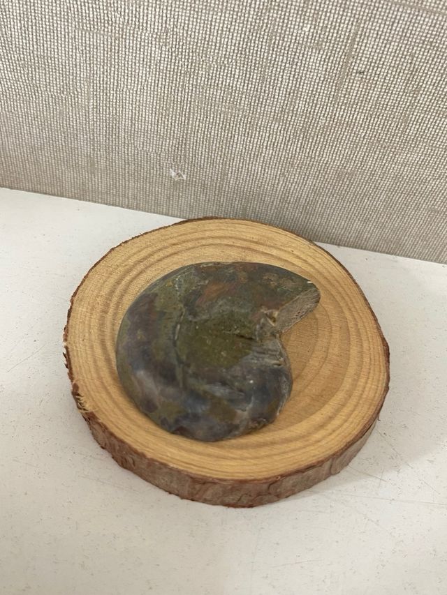 Amonite Pulido Fosil