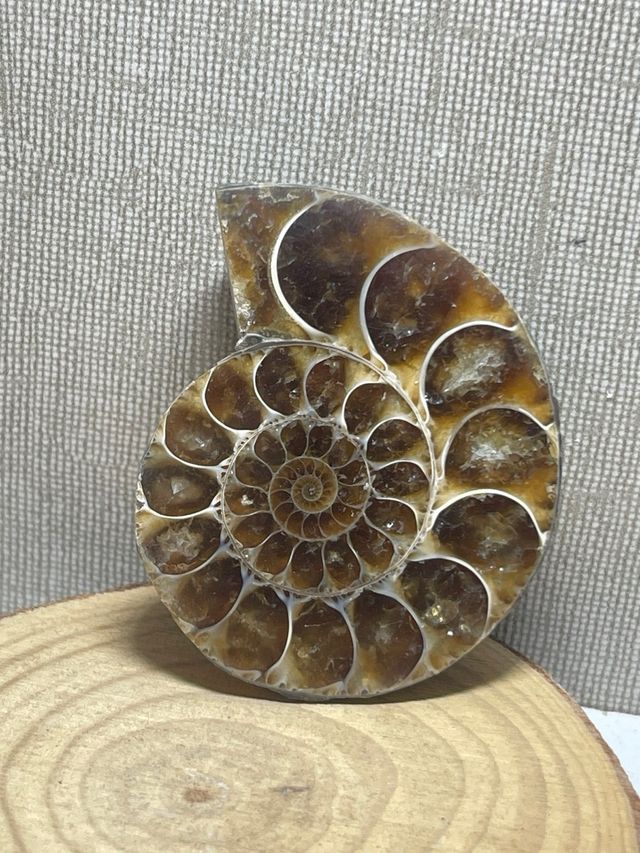 Amonite Pulido Fosil
