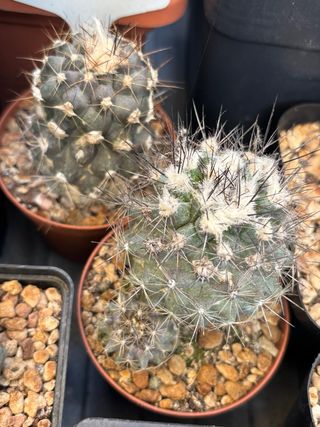 Copiapoa humilis cactus