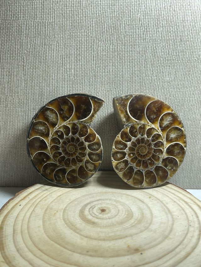 Coppia di ammoniti levigati fossili in vendita