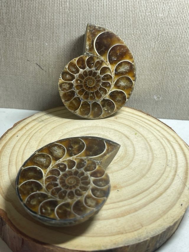 Coppia di ammoniti levigati fossili in vendita