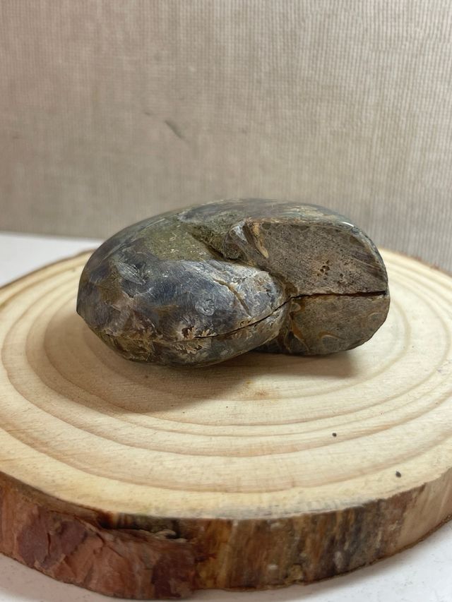 Coppia di ammoniti levigati fossili in vendita