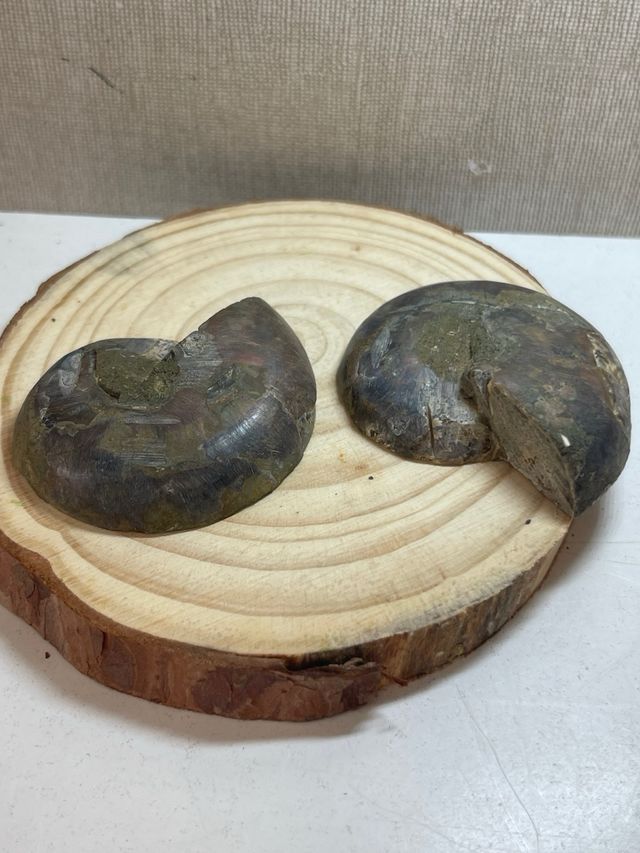 Coppia di ammoniti levigati fossili in vendita