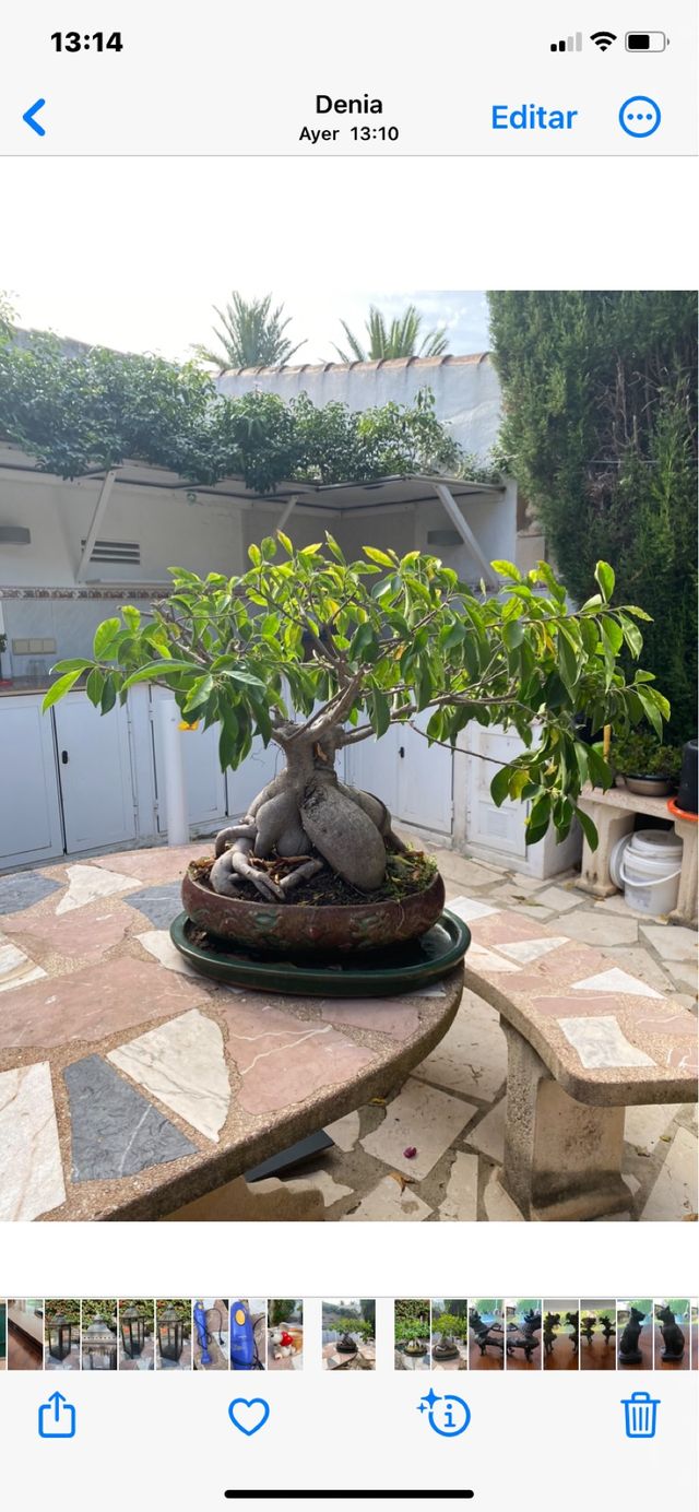 Bonsái Ficus Microcarpa Antiguo