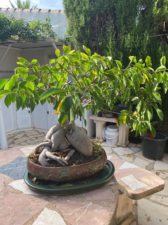 Bonsái Ficus Microcarpa Antiguo