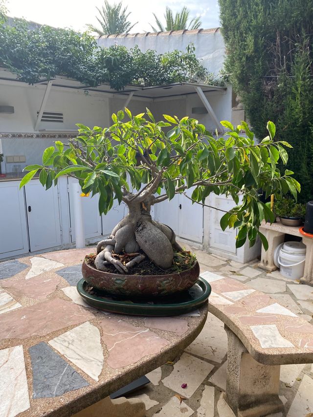 Bonsái Ficus Microcarpa Antiguo