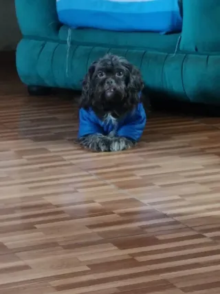 Cuidando a tu mascota con amor y cuidados .