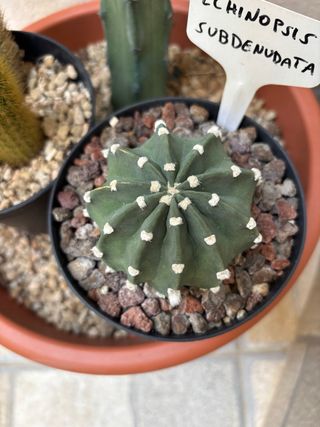 set 2 echinopsis subdenudata cactus