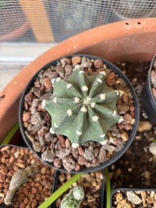 set 2 echinopsis subdenudata cactus