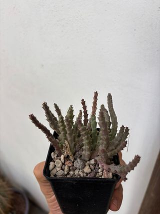 Orbea variegata cactus succulenta