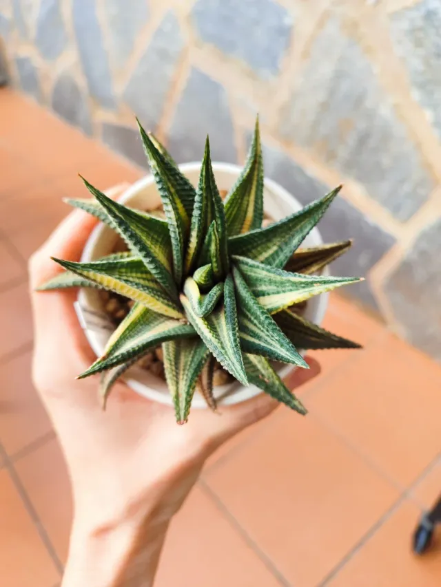 Haworthia limifolia variegata