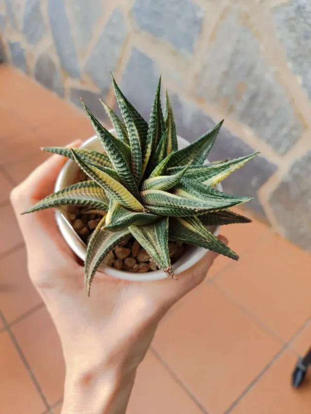 Haworthia limifolia variegata