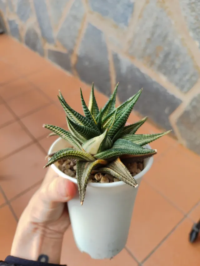 Haworthia limifolia variegata