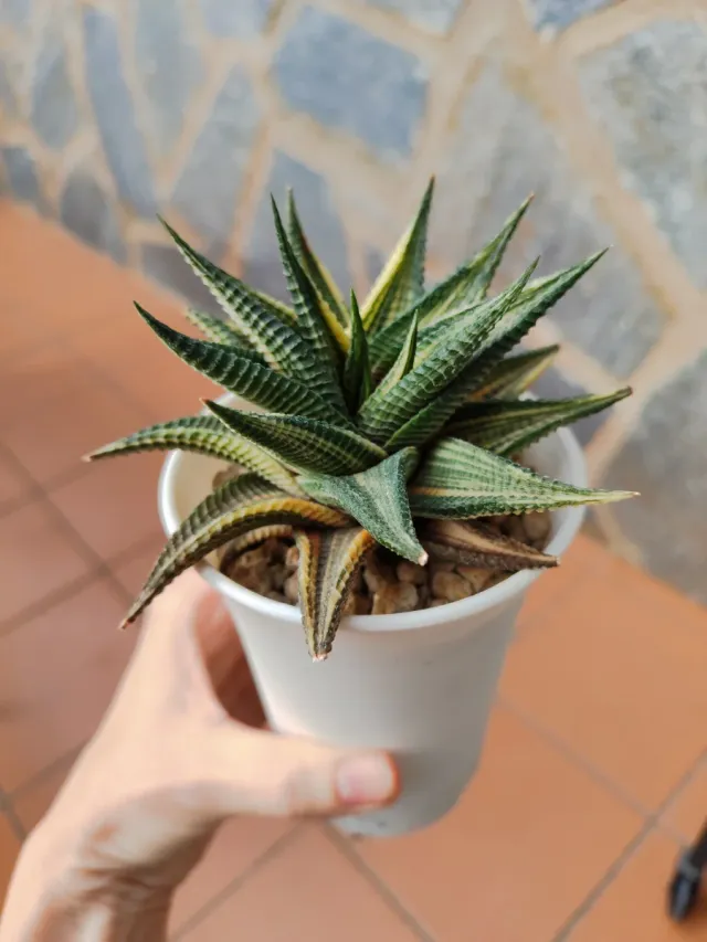 Haworthia limifolia variegata