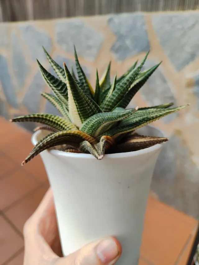 Haworthia limifolia variegata
