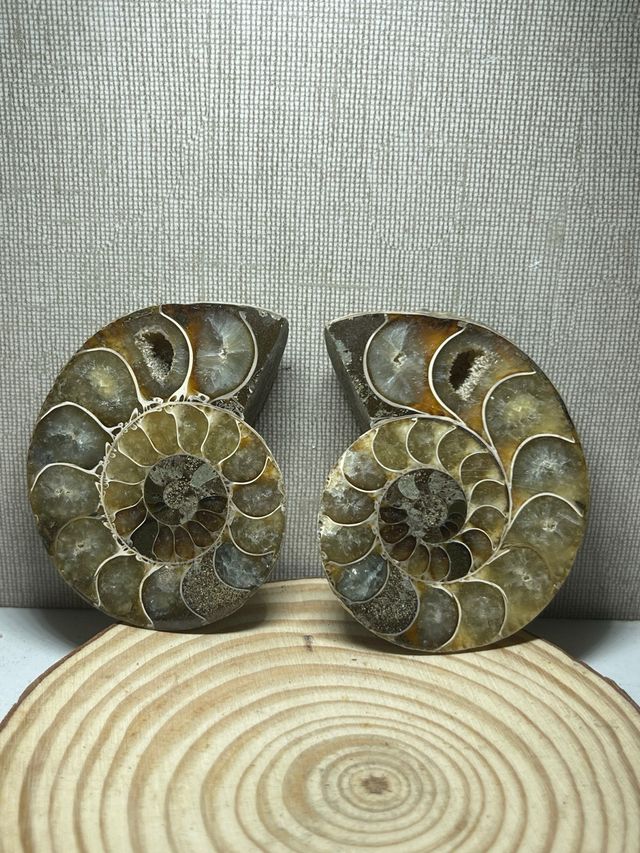 Coppia di ammoniti levigati fossili