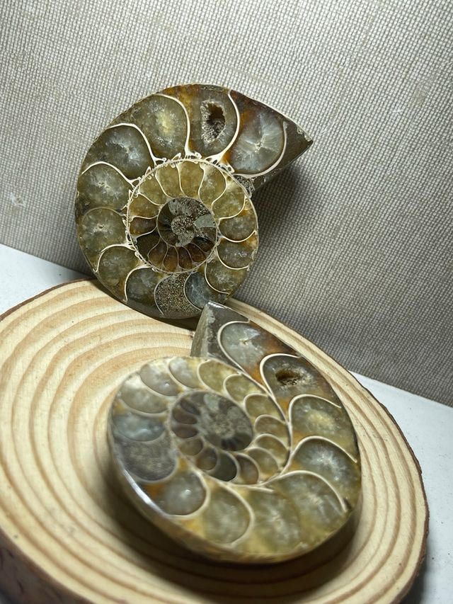 Coppia di ammoniti levigati fossili