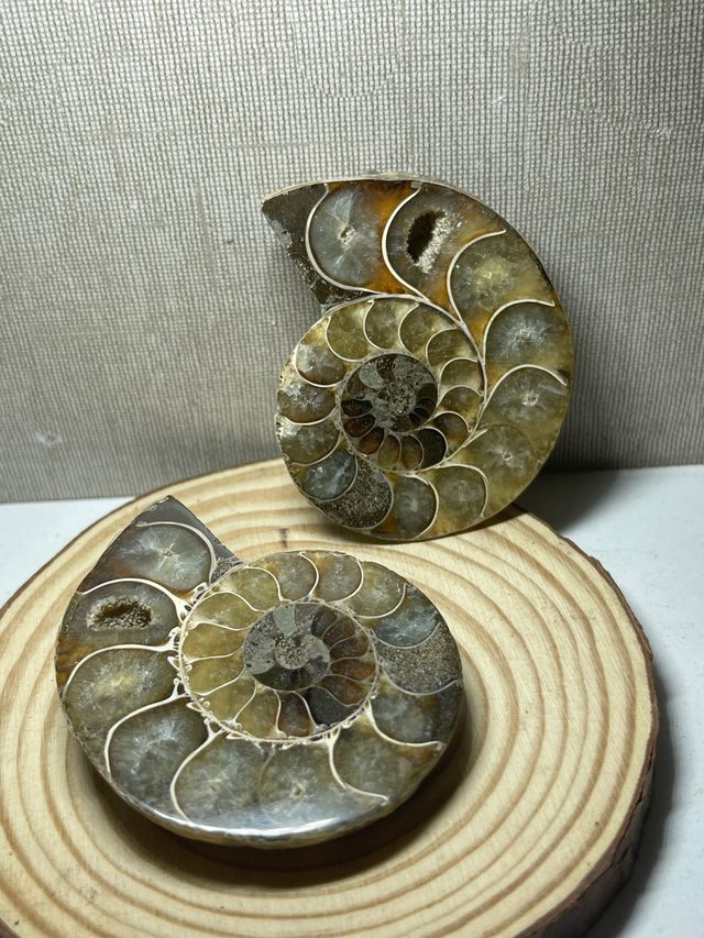 Coppia di ammoniti levigati fossili