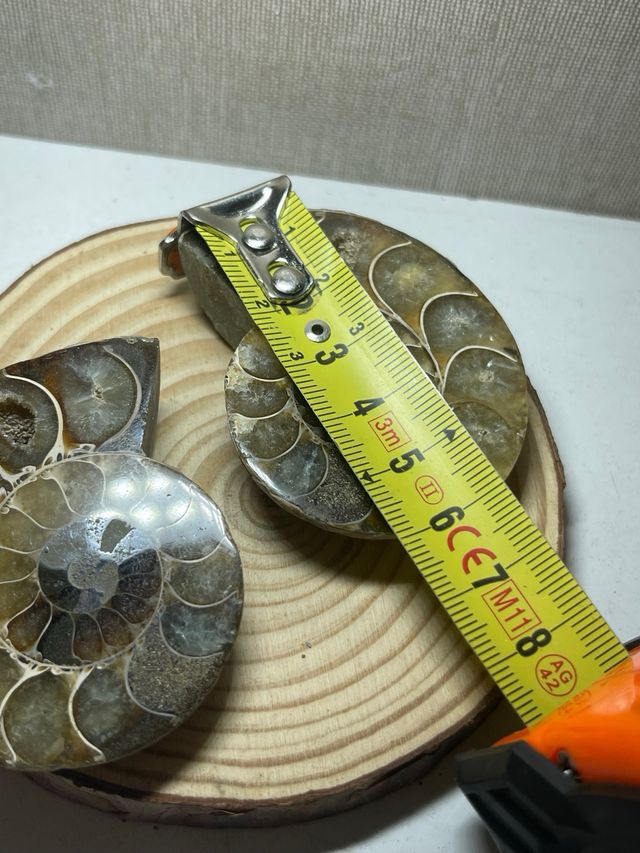 Coppia di ammoniti levigati fossili