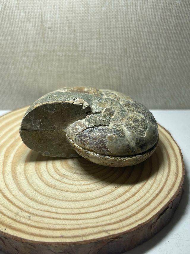 Coppia di ammoniti levigati fossili