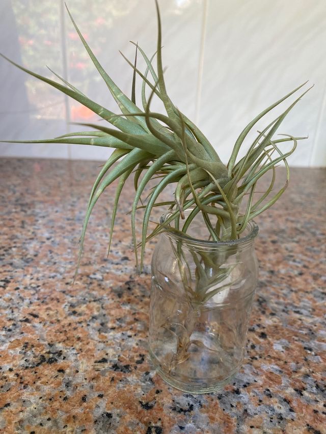 Tillandsia / Clavel de aire