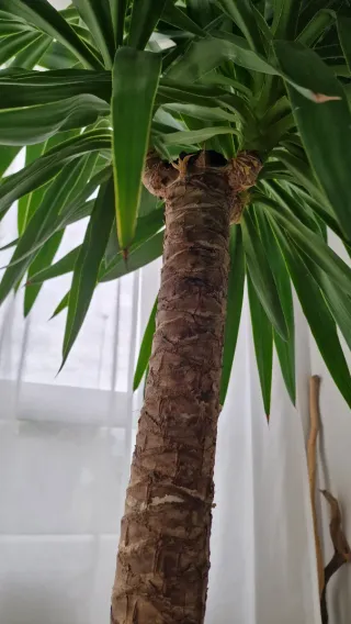 Planta Yuca con maceta blanca