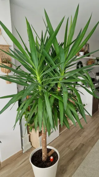 Planta Yuca con maceta blanca