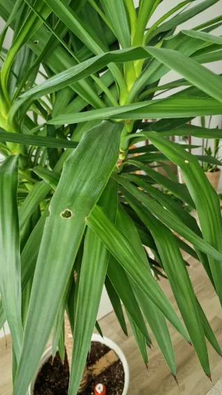 Planta Yuca con maceta blanca